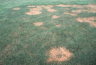 Lawn Diseases